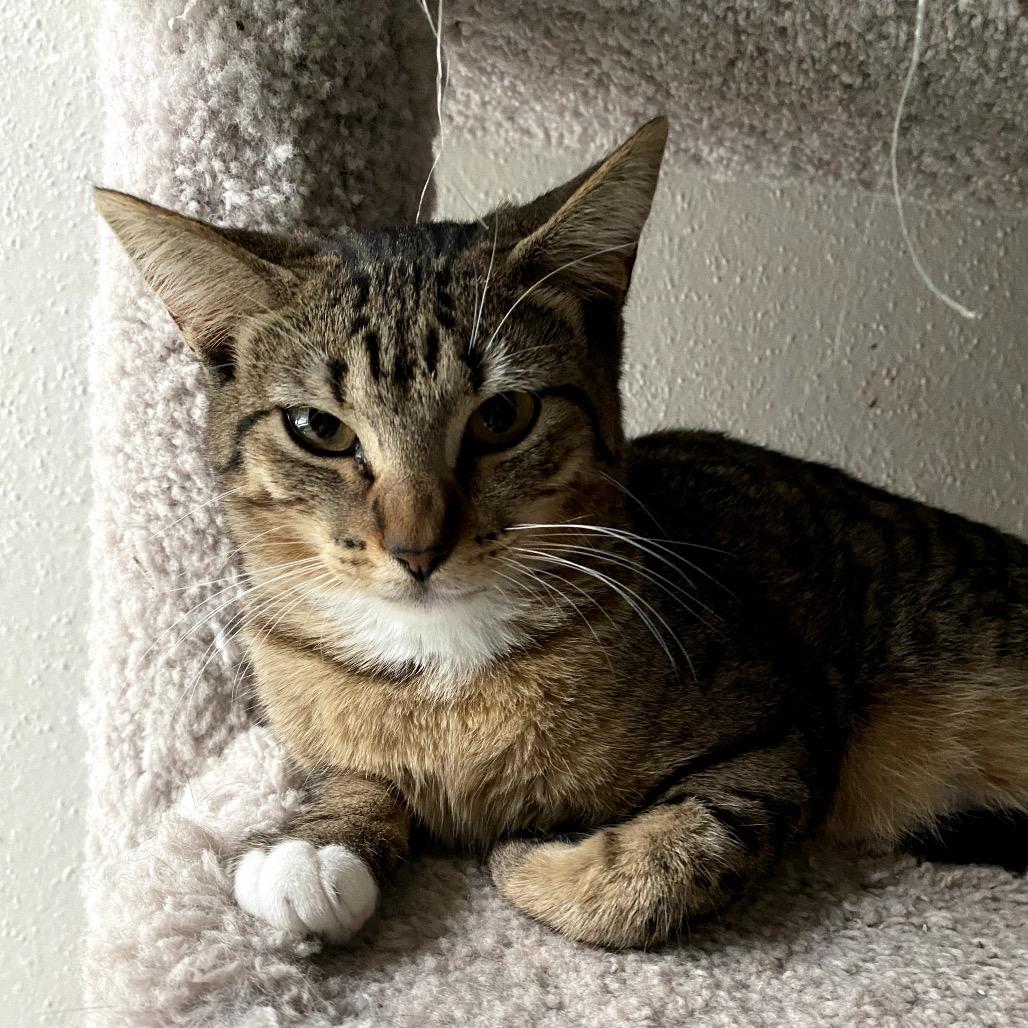 Sassy, a Adoptable mixed breed in Houston, TX image 2/6