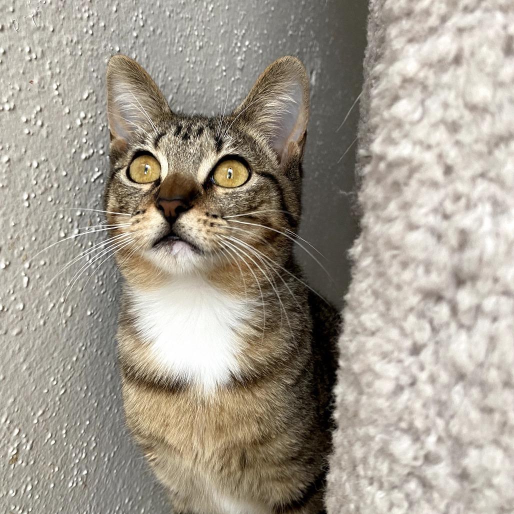 Sassy, a Adoptable mixed breed in Houston, TX image 3/6