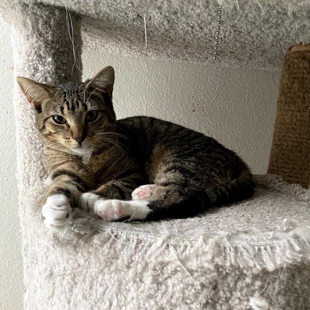 Sassy, a Adoptable mixed breed in Houston, TX image 4/6