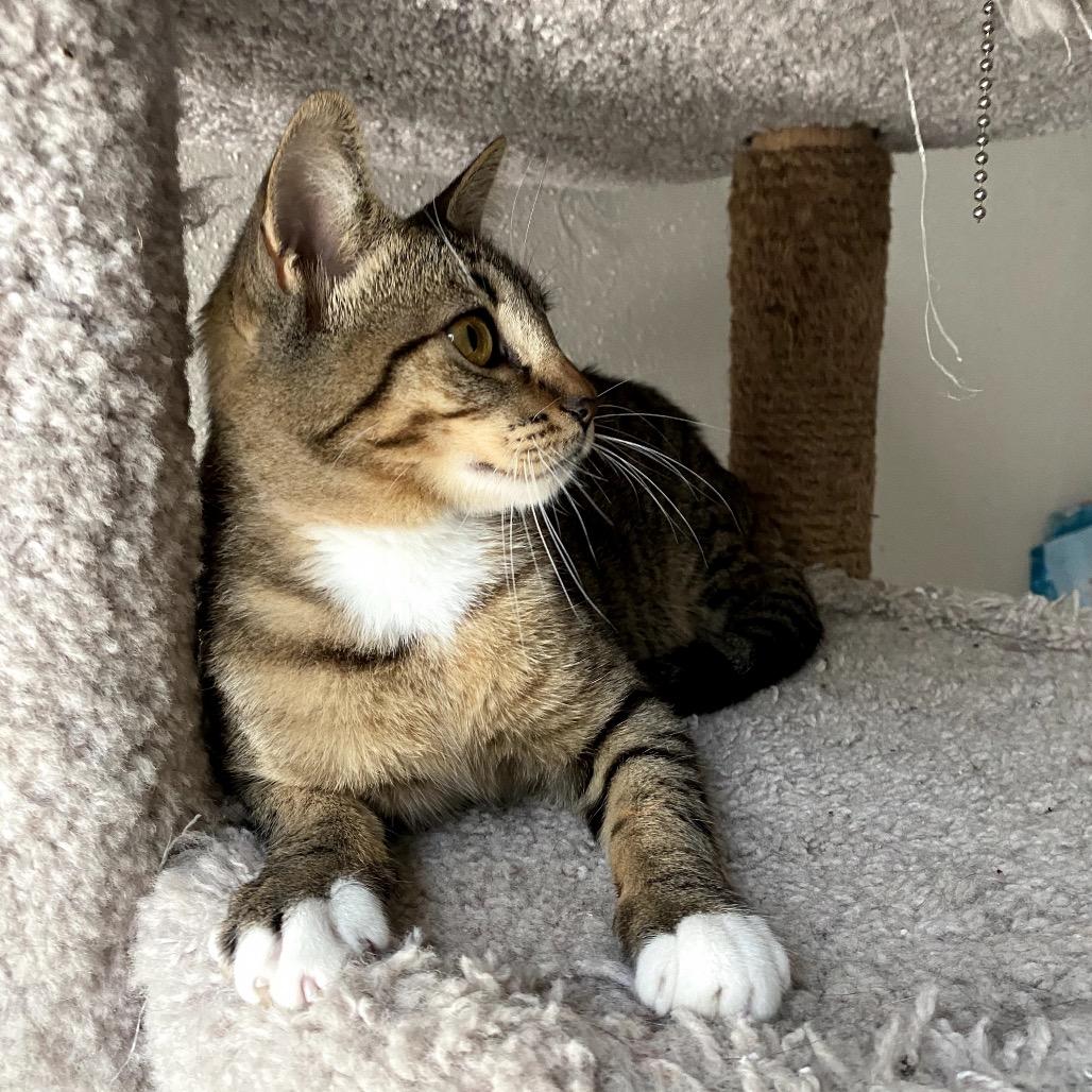 Sassy, a Adoptable mixed breed in Houston, TX image 5/6