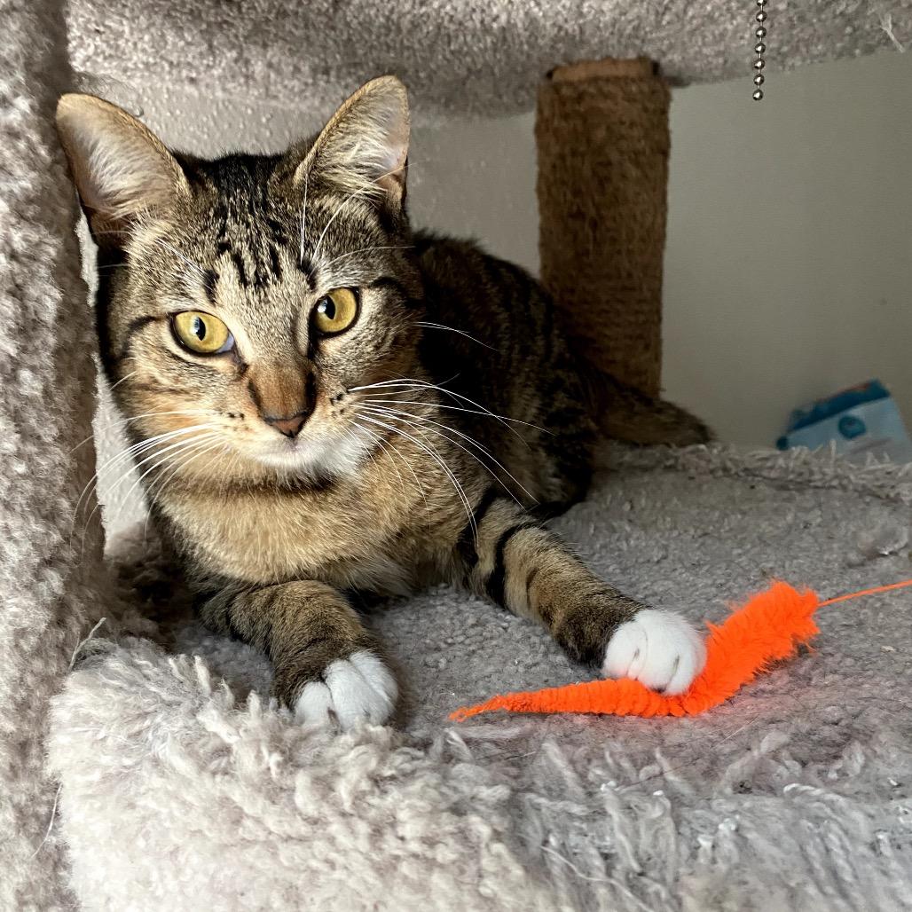 Sassy, a Adoptable mixed breed in Houston, TX image 6/6