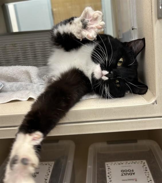 Enlarge ISAAC, a Adoptable Domestic Short Hair in Pueblo, CO image 1/1