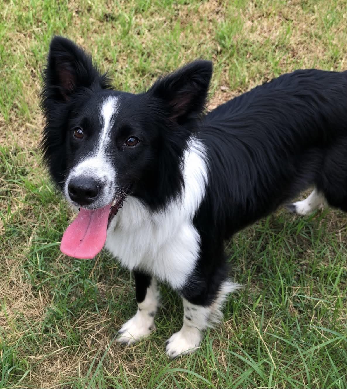 Border Collies for Adoption in Coffeyville, Kansas | Petfinder