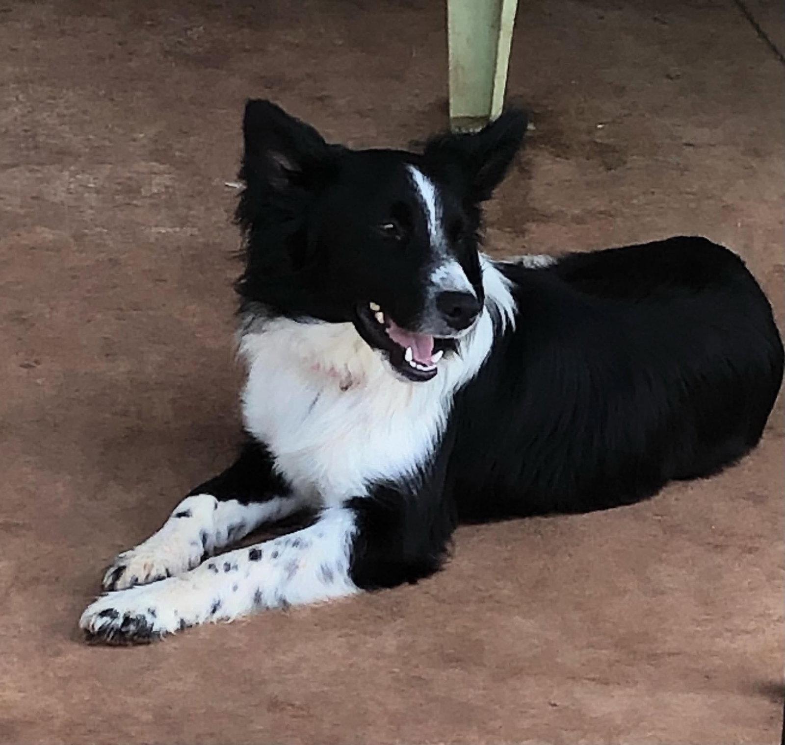 Gibson, a Adopted Border Collie in Columbus, KS image 2/3