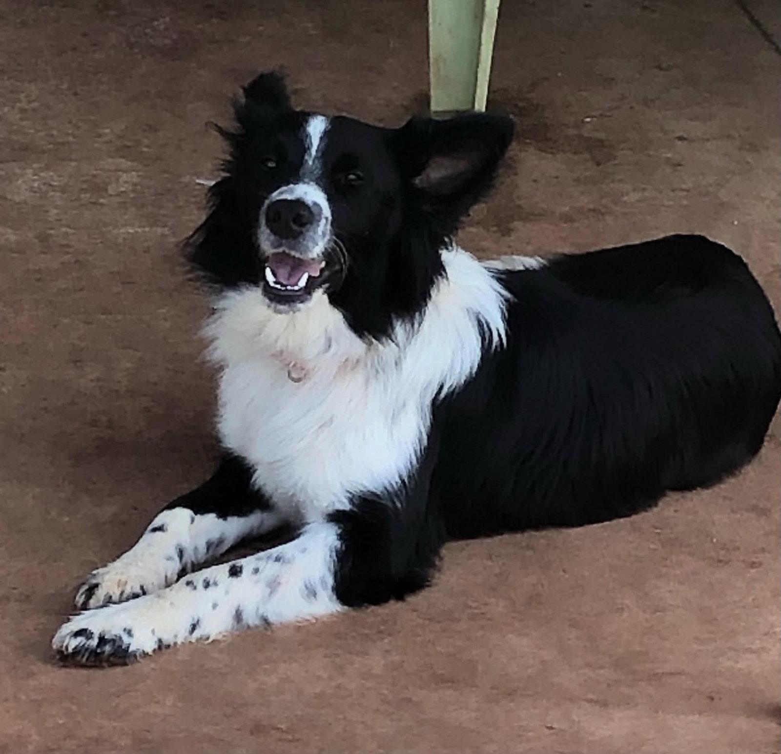 Gibson, a Adopted Border Collie in Columbus, KS image 3/3