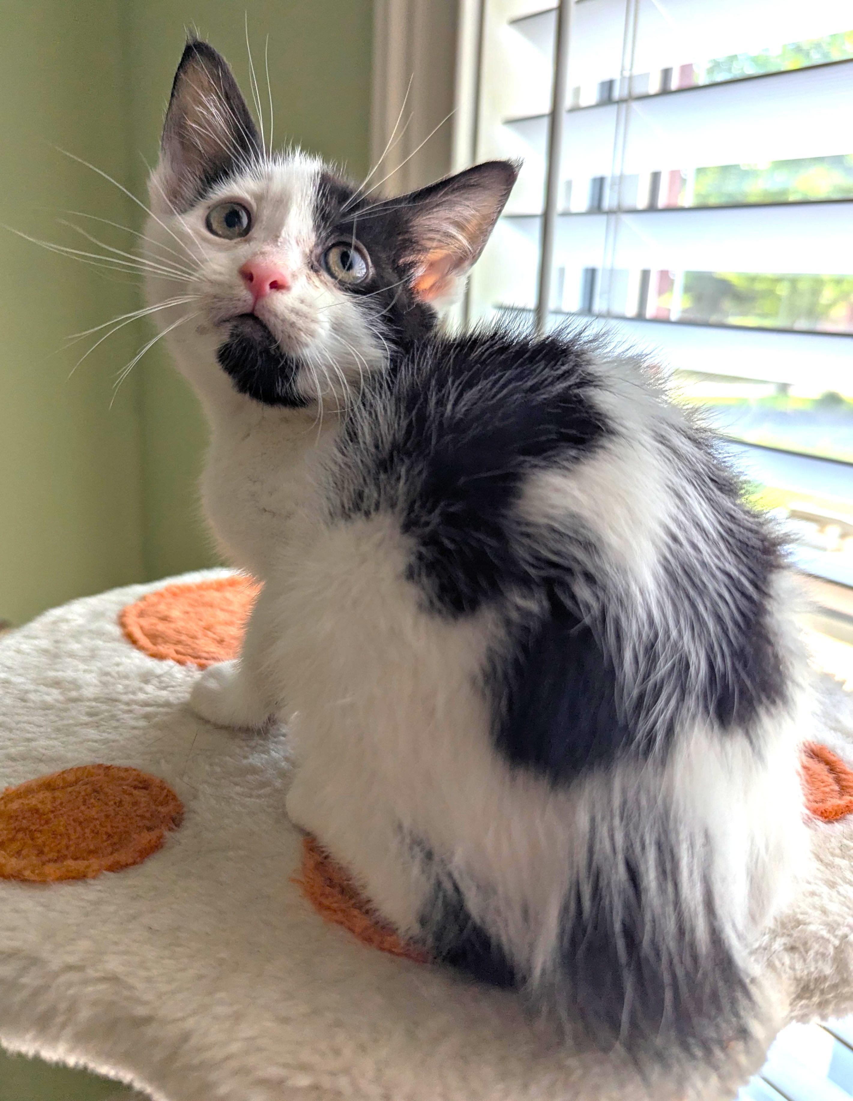 Enlarge Brisket, a ADOPTABLE Domestic Medium Hair in Jamaica Plain, MA image 1/2