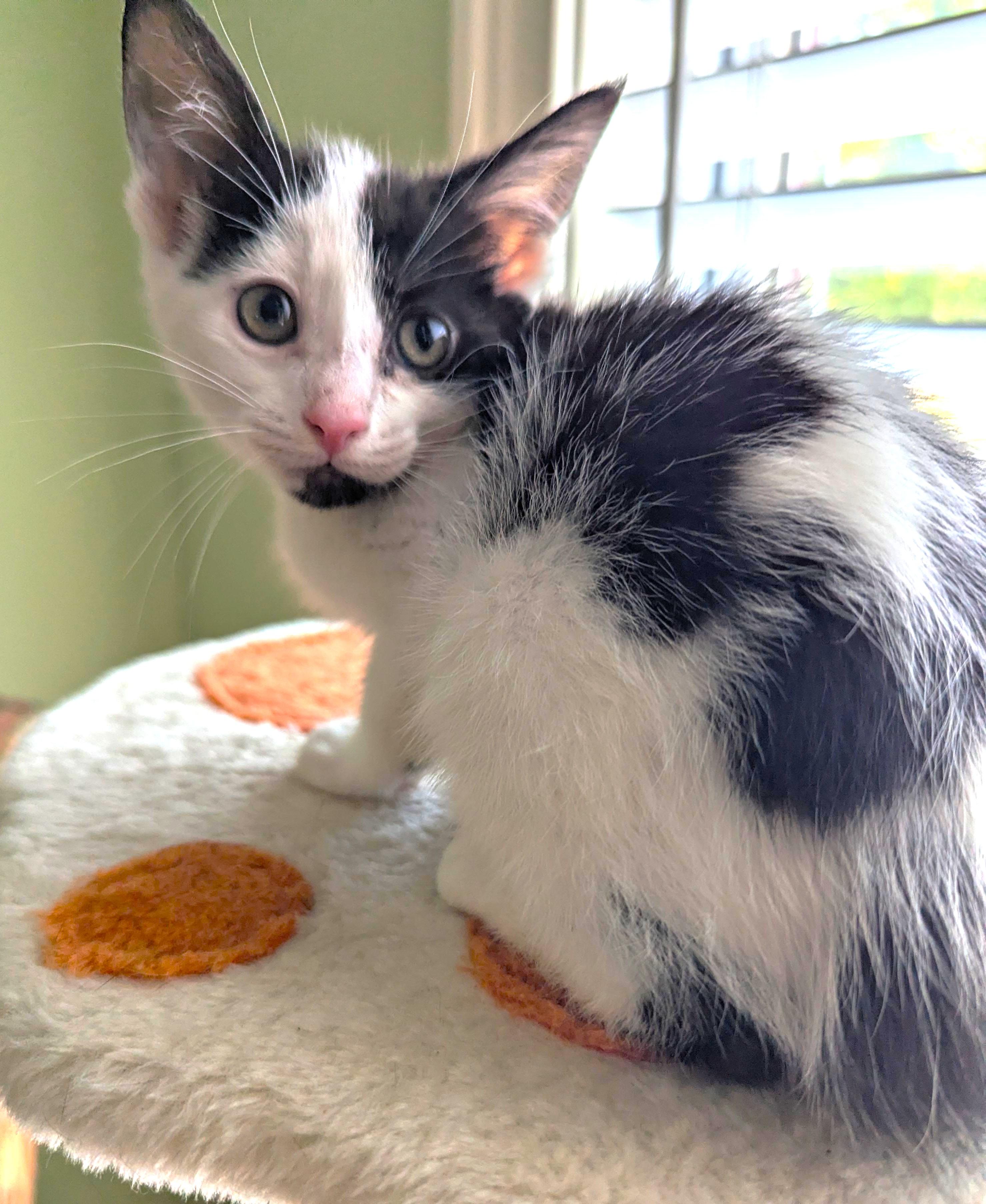 Enlarge Brisket, a ADOPTABLE Domestic Medium Hair in Jamaica Plain, MA image 2/2