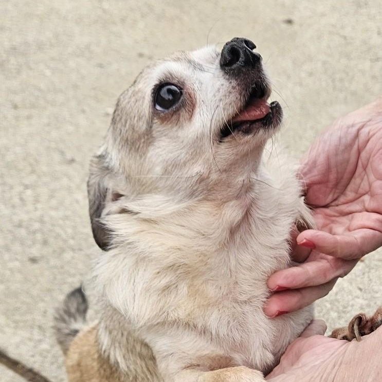 Callie, ADOPTABLE, Senior Female Chihuahua.