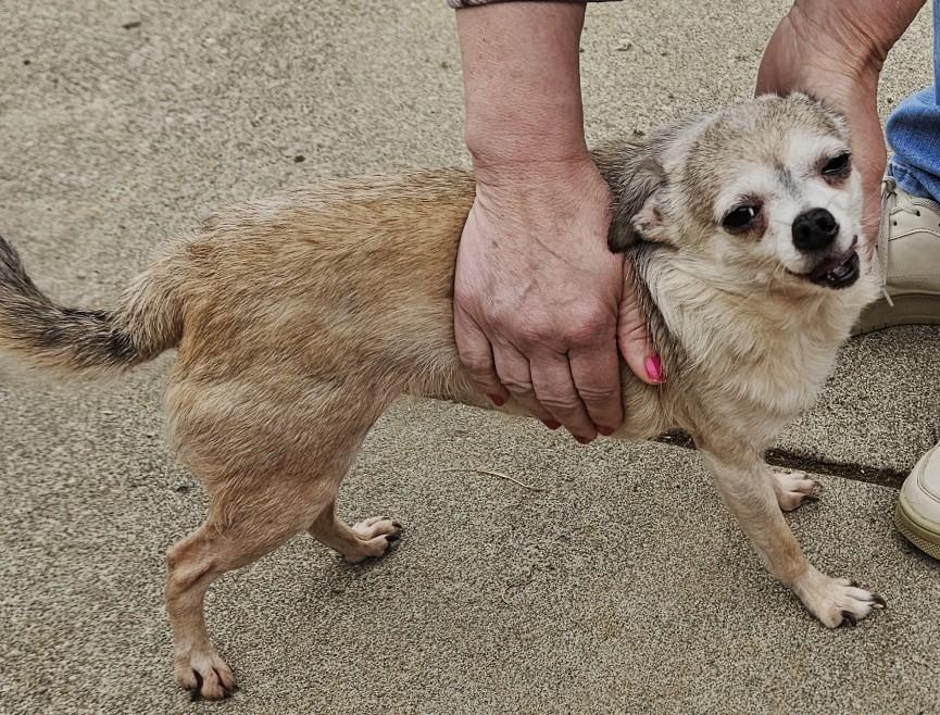 Callie, a ADOPTABLE Chihuahua in Longview, WA image 2/3