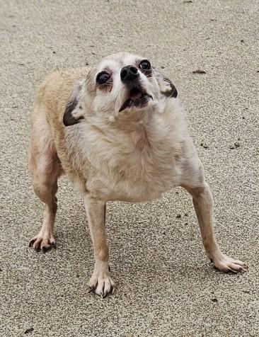 Callie, a ADOPTABLE Chihuahua in Longview, WA image 3/3