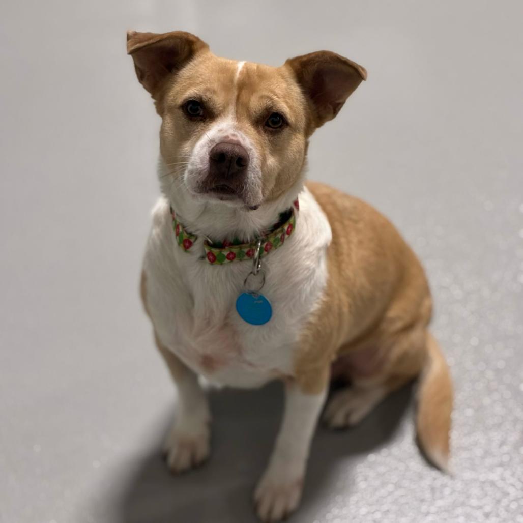 Shortcake, Adoptable, Adult Female Mixed Breed.