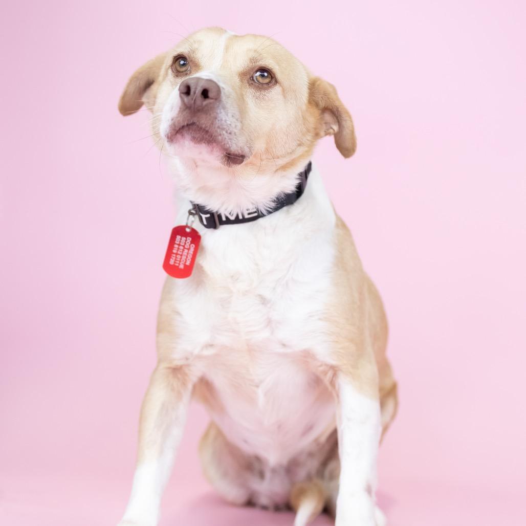 Enlarge Shortcake, a Adoptable Mixed Breed in Portland, OR image 2/4