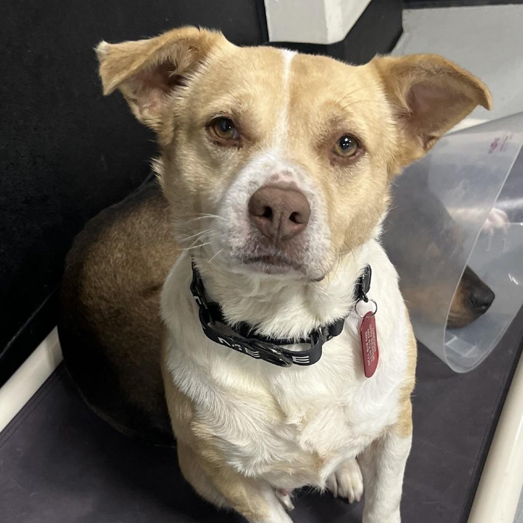 Enlarge Shortcake, a Adoptable Mixed Breed in Portland, OR image 3/4