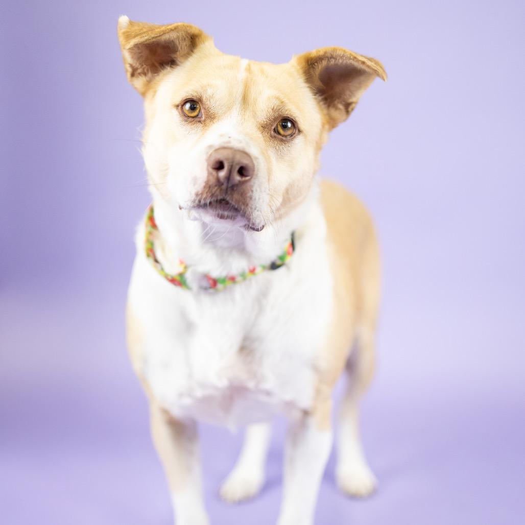 Enlarge Shortcake, a Adoptable Mixed Breed in Portland, OR image 4/4