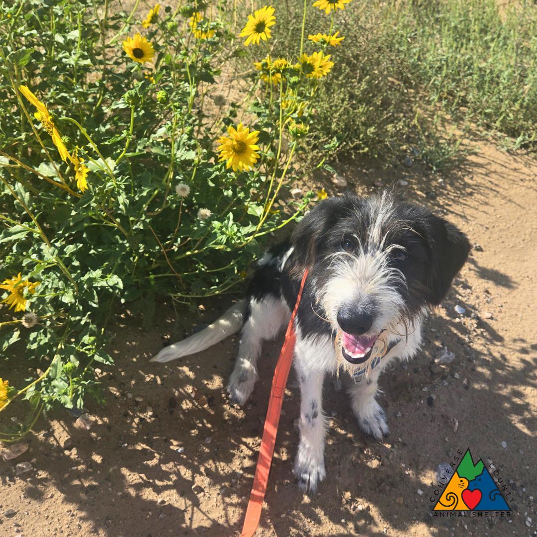 Diana, adopted, Young Female Wirehaired Terrier.