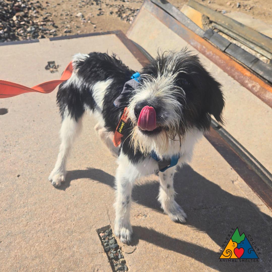 Enlarge Diana, an adopted Wirehaired Terrier in Douglas, WY image 3/5
