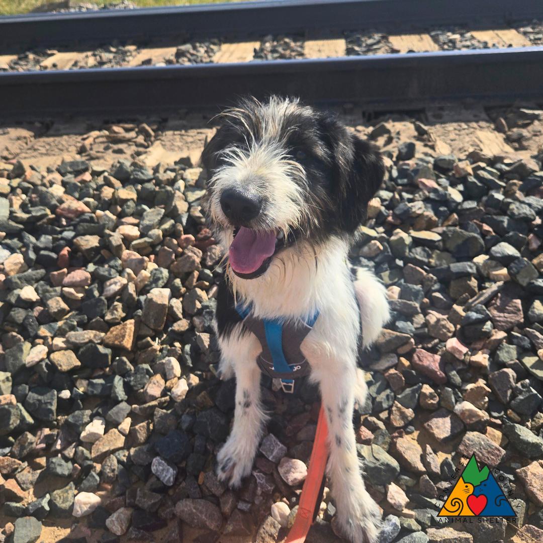 Enlarge Diana, an adopted Wirehaired Terrier in Douglas, WY image 4/5