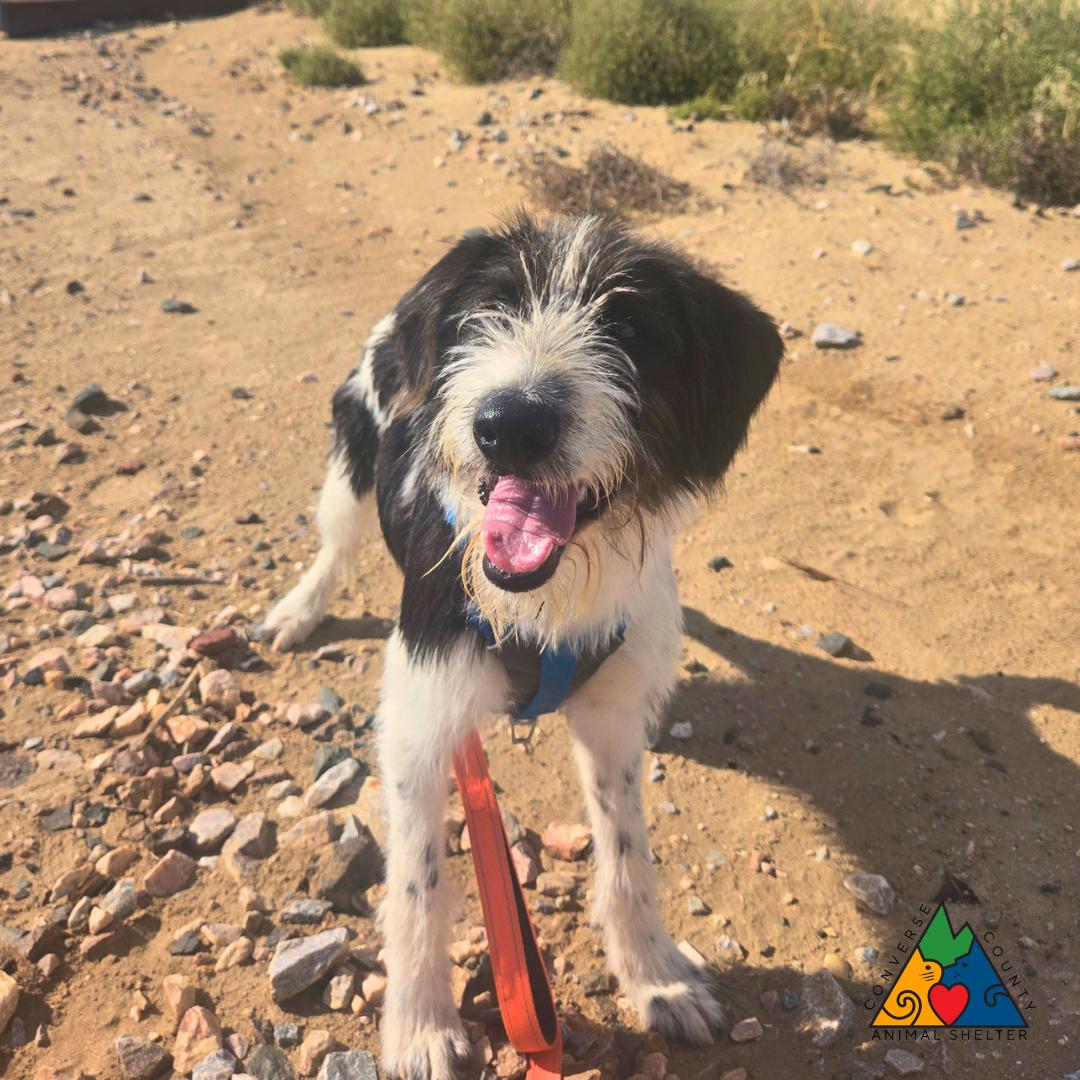 Enlarge Diana, an adopted Wirehaired Terrier in Douglas, WY image 5/5