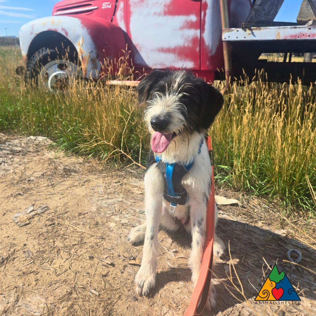 Enlarge Diana, an adopted Wirehaired Terrier in Douglas, WY image 2/5