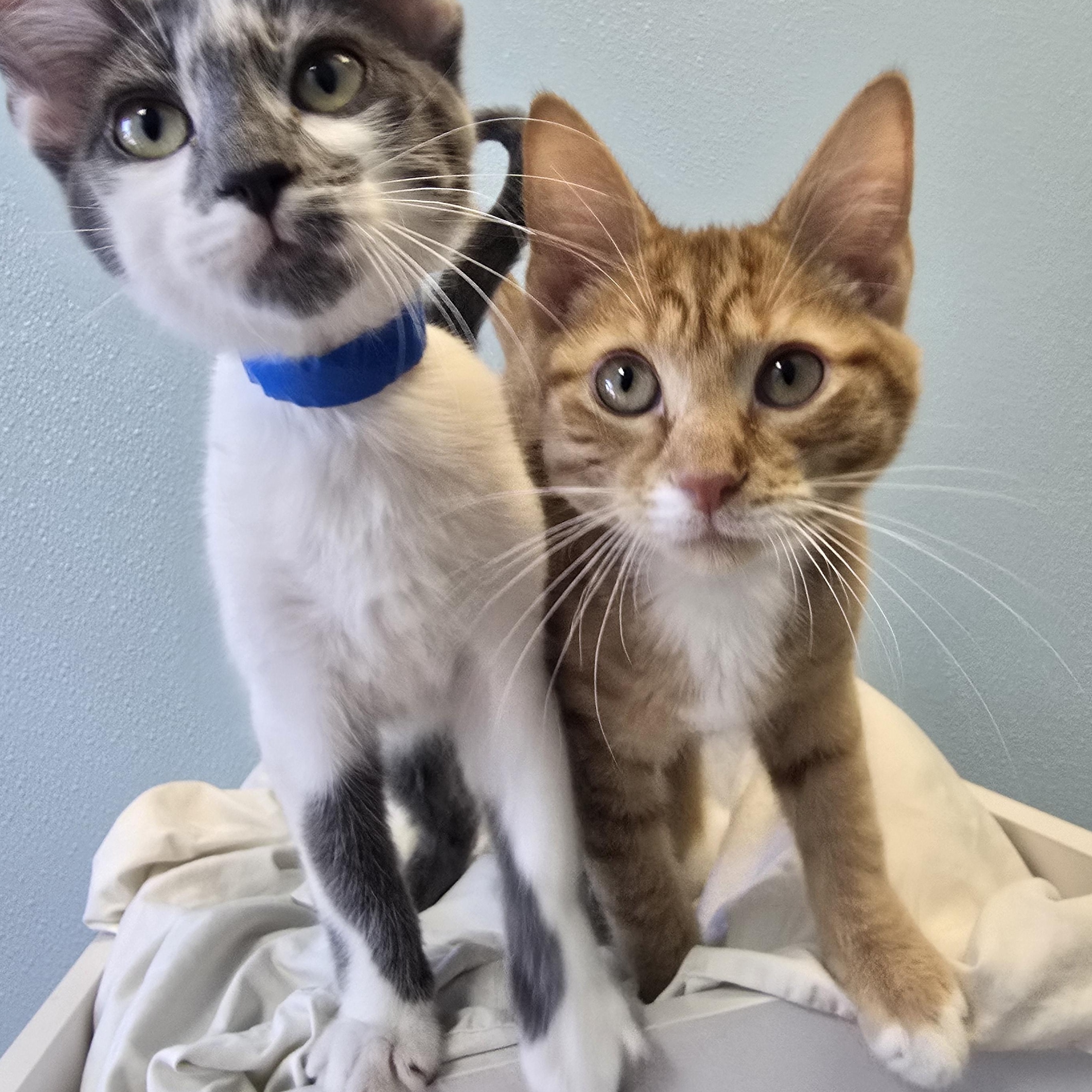 Enlarge Humble, a Adoptable Domestic Short Hair in Farmington, MO image 2/3