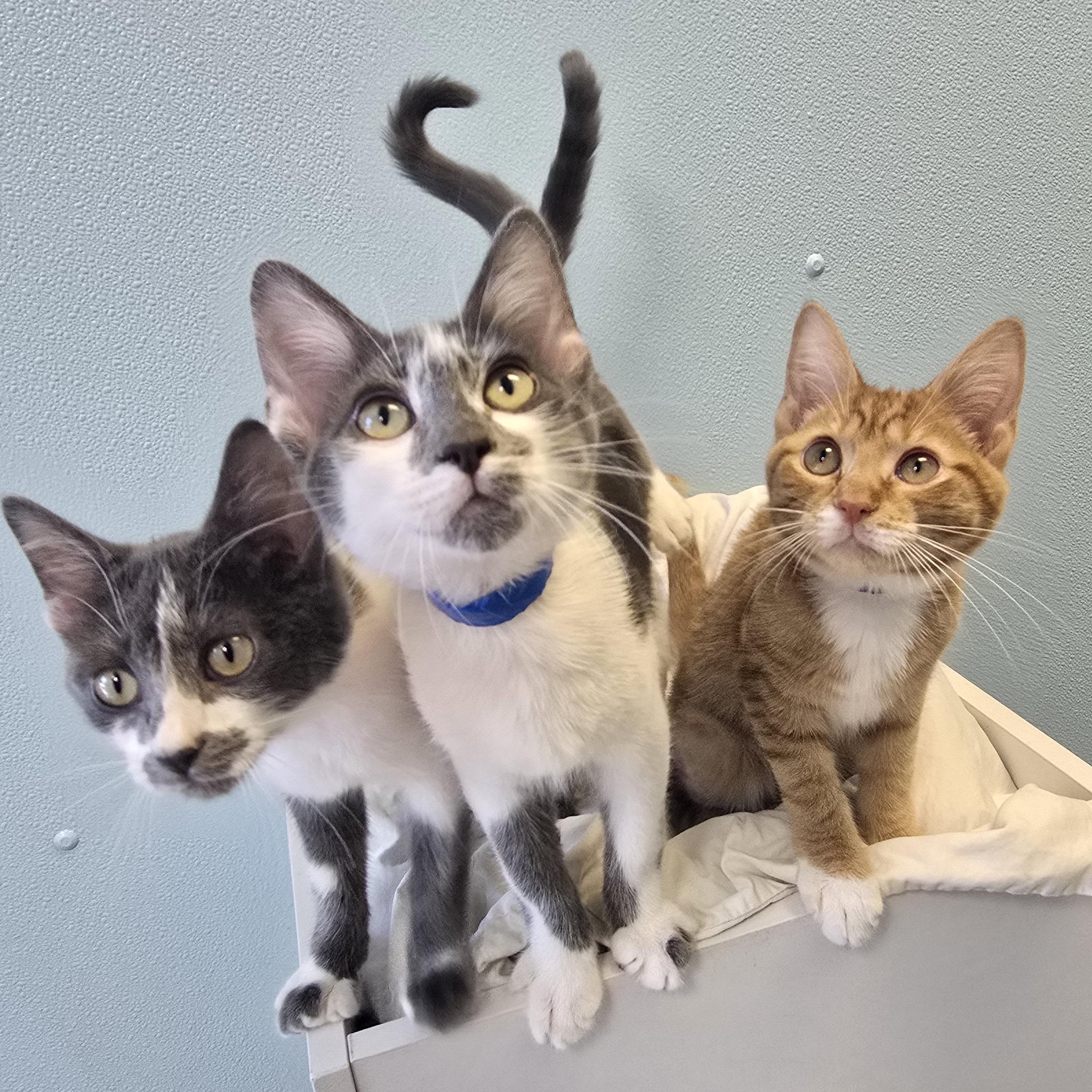 Enlarge Humble, a Adoptable Domestic Short Hair in Farmington, MO image 3/3