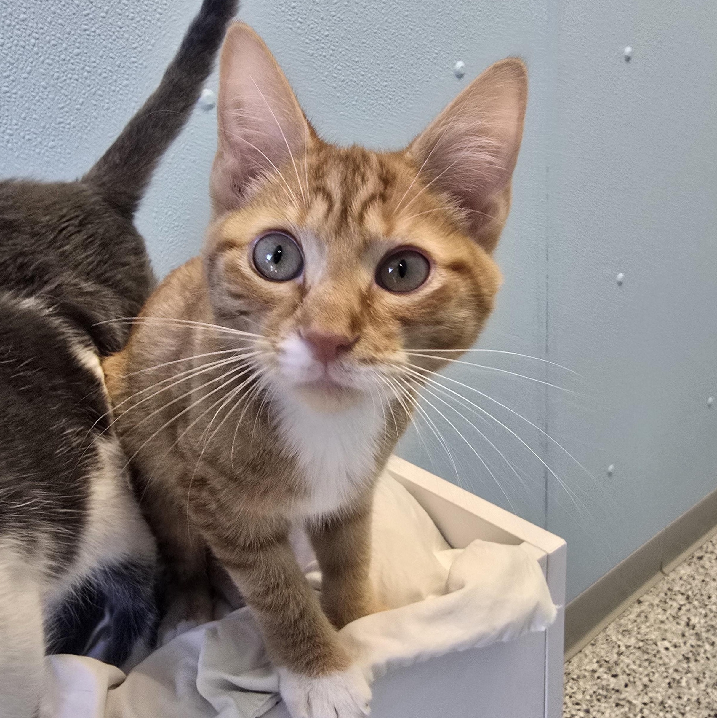 Humble, ADOPTABLE, Kitten Male Domestic Short Hair.