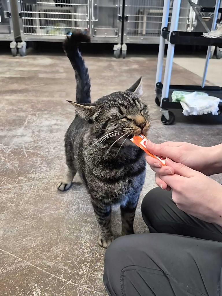 Banshee, Adoptable, Young Male Domestic Short Hair.