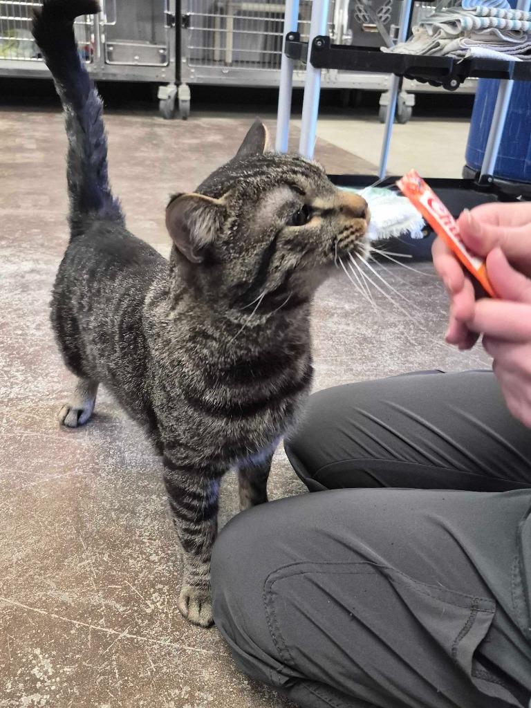 Enlarge Banshee, a Adoptable mixed breed in Minot, ND image 2/5