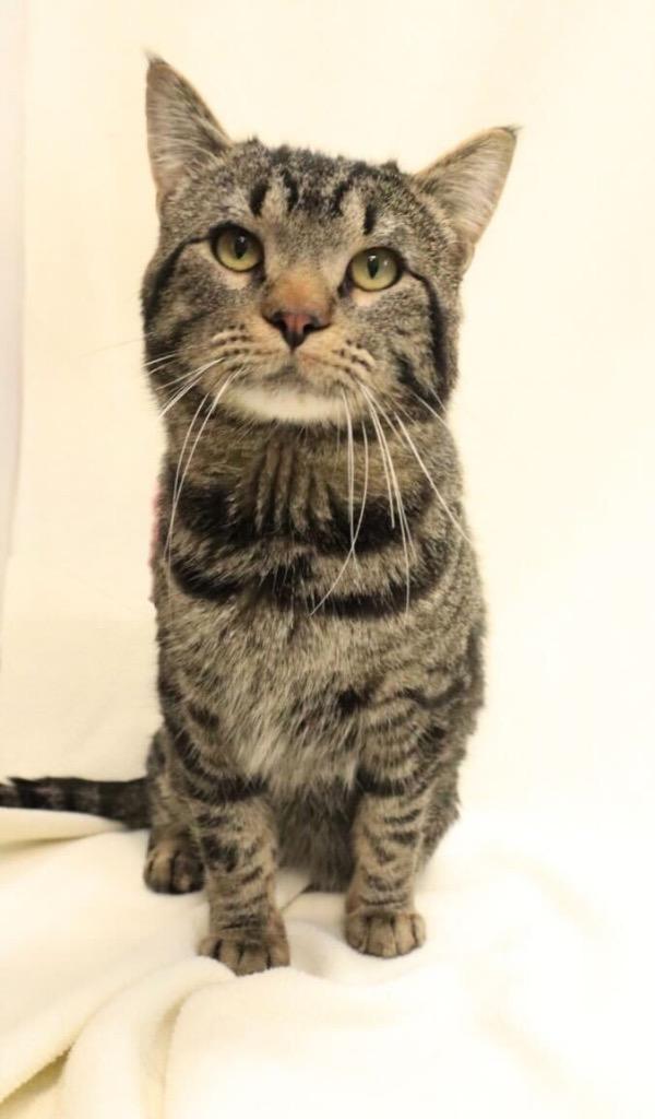 Enlarge Banshee, a Adoptable mixed breed in Minot, ND image 3/5