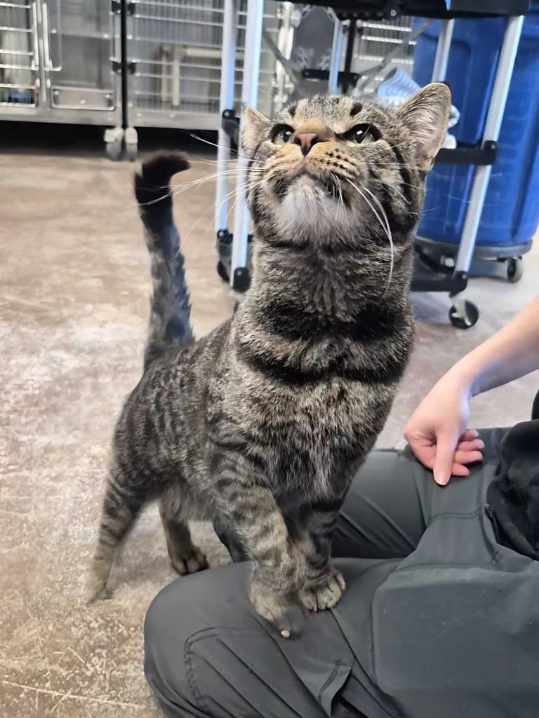 Enlarge Banshee, a Adoptable mixed breed in Minot, ND image 4/5