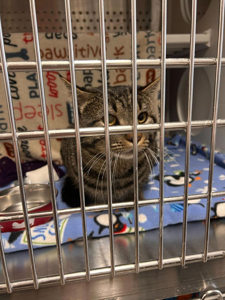 Enlarge Banshee, a Adoptable mixed breed in Minot, ND image 5/5