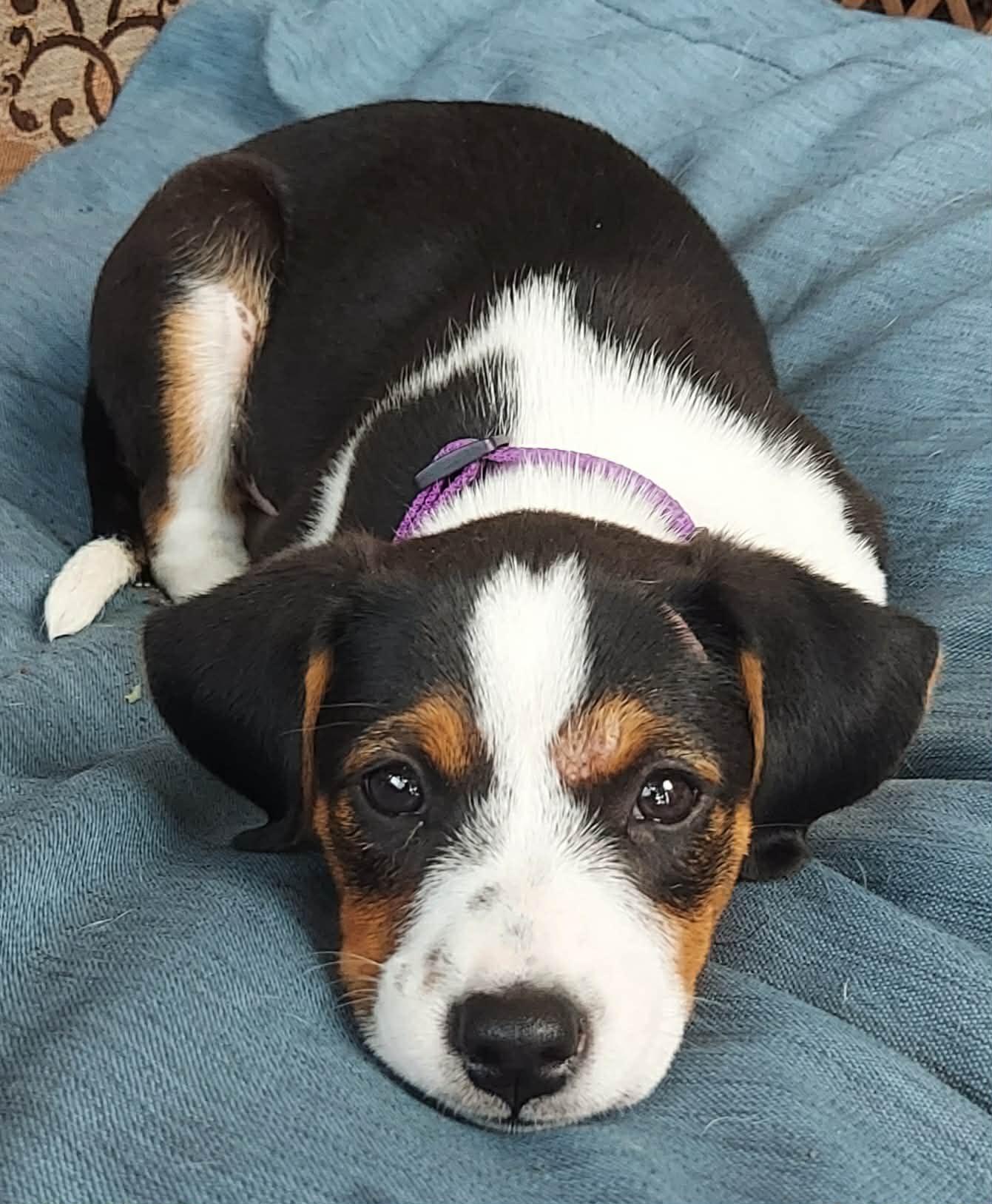 Enlarge Brie, a ADOPTABLE mixed breed in Columbia, MO image 1/1
