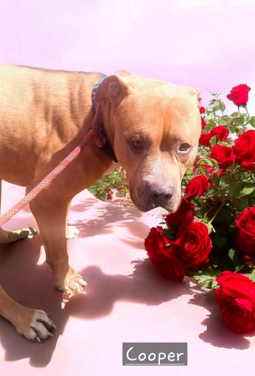 Cooper — thumbnail 3