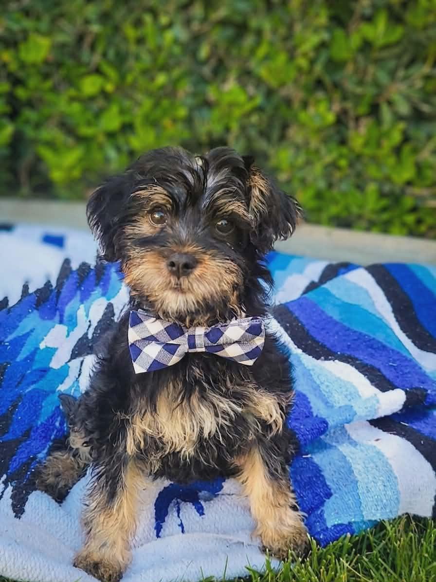Enlarge Sawyer, a ADOPTABLE mixed breed in Temecula, CA image 1/1