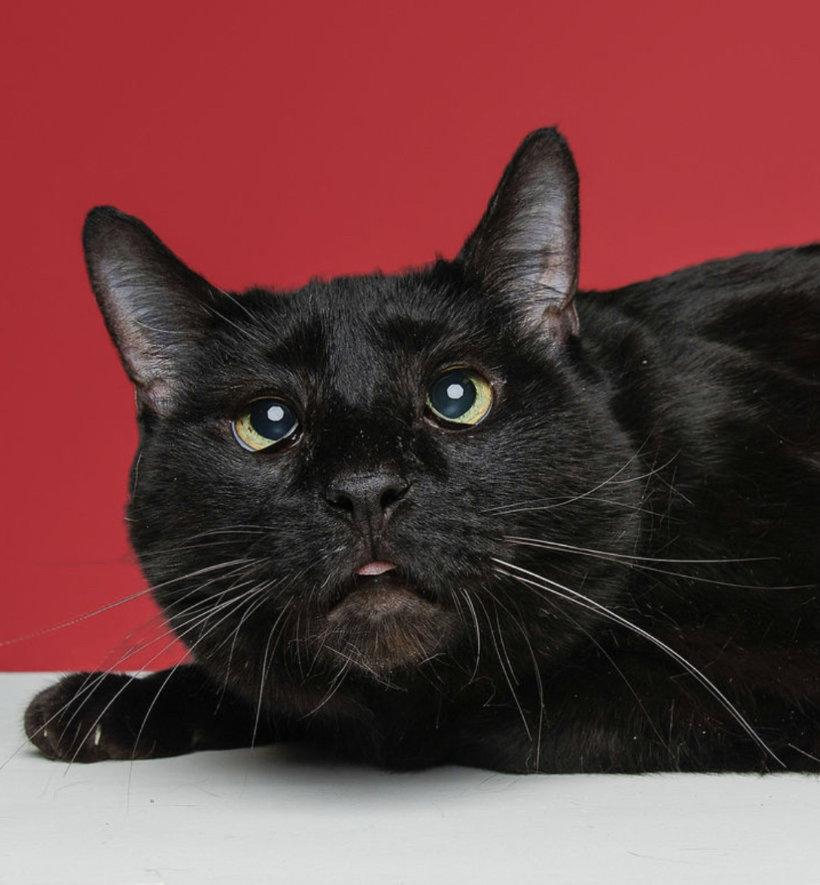 Enlarge Bumble Bear, a Adopted Manx in Wilmington, NC image 2/3
