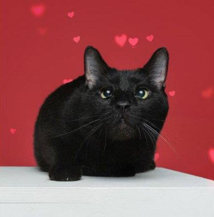 Enlarge Bumble Bear, a Adopted Manx in Wilmington, NC image 3/3