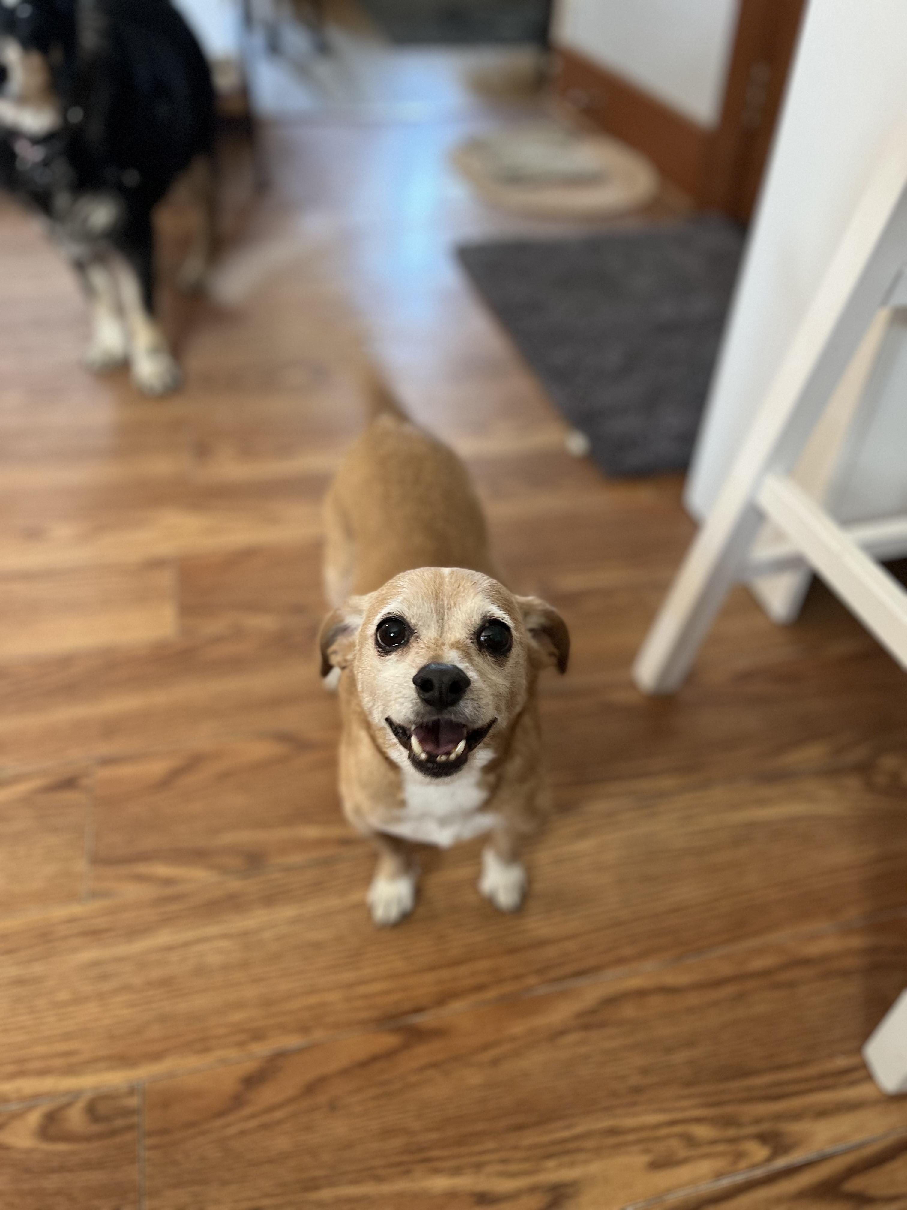 Cooper, a Adoptable mixed breed in Windsor, CO image 1/6