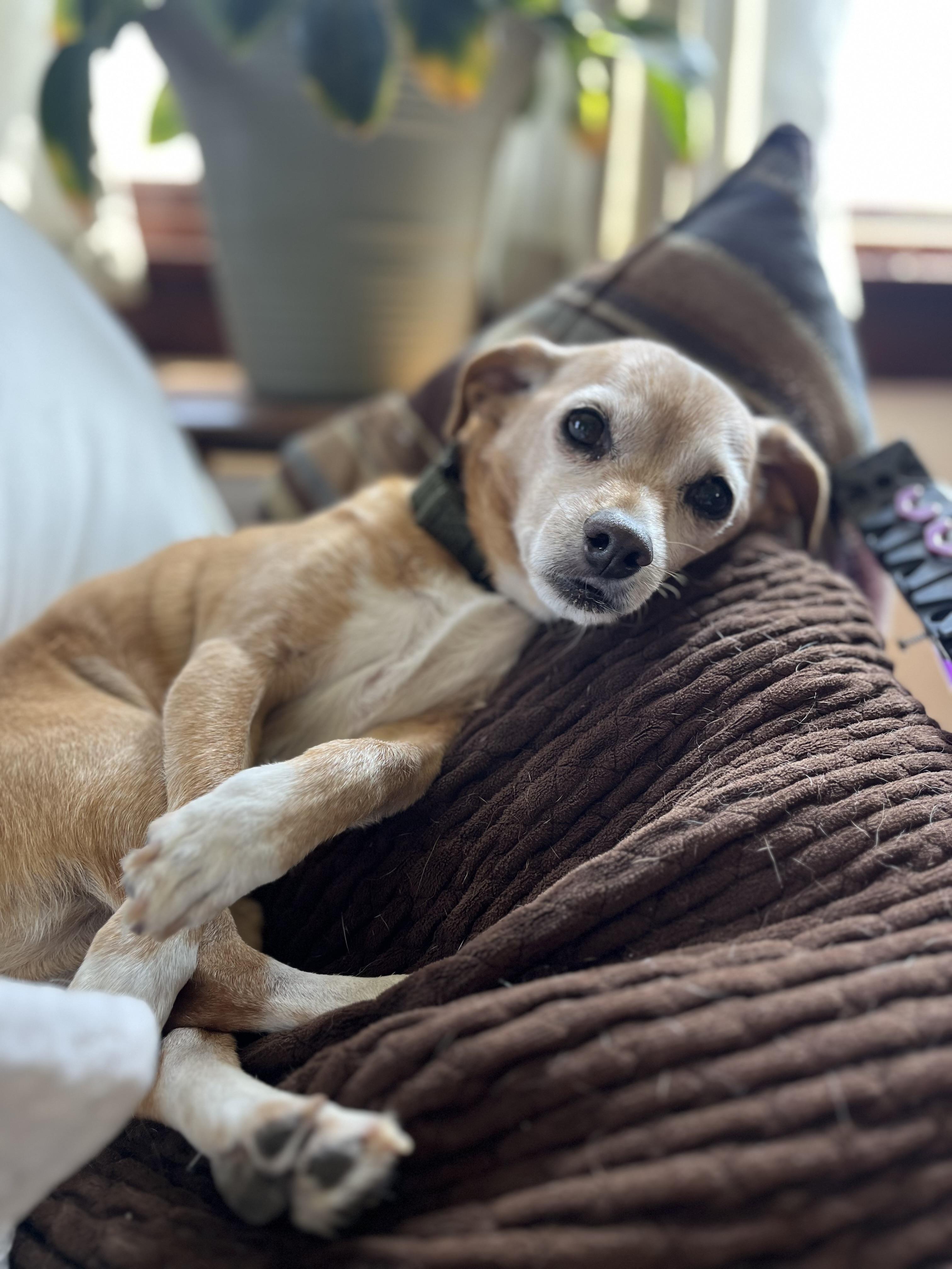 Cooper, a Adoptable mixed breed in Windsor, CO image 2/6