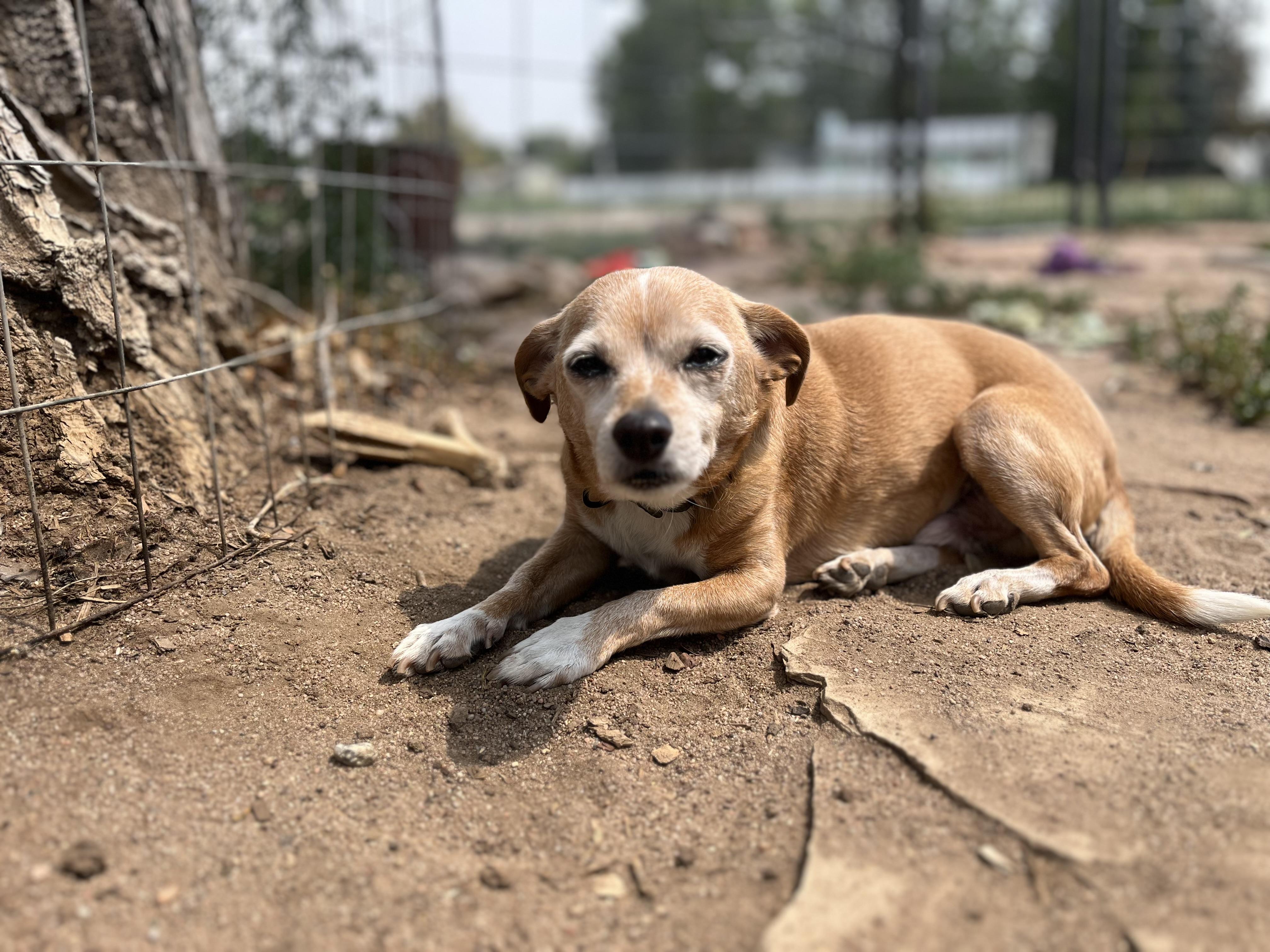 Cooper, a Adoptable mixed breed in Windsor, CO image 3/6