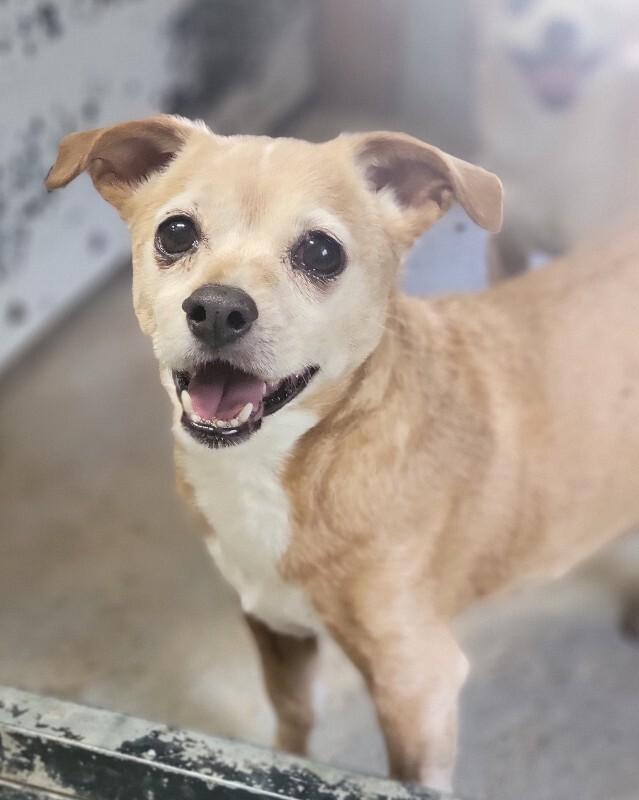 Cooper, a Adoptable mixed breed in Windsor, CO image 4/6