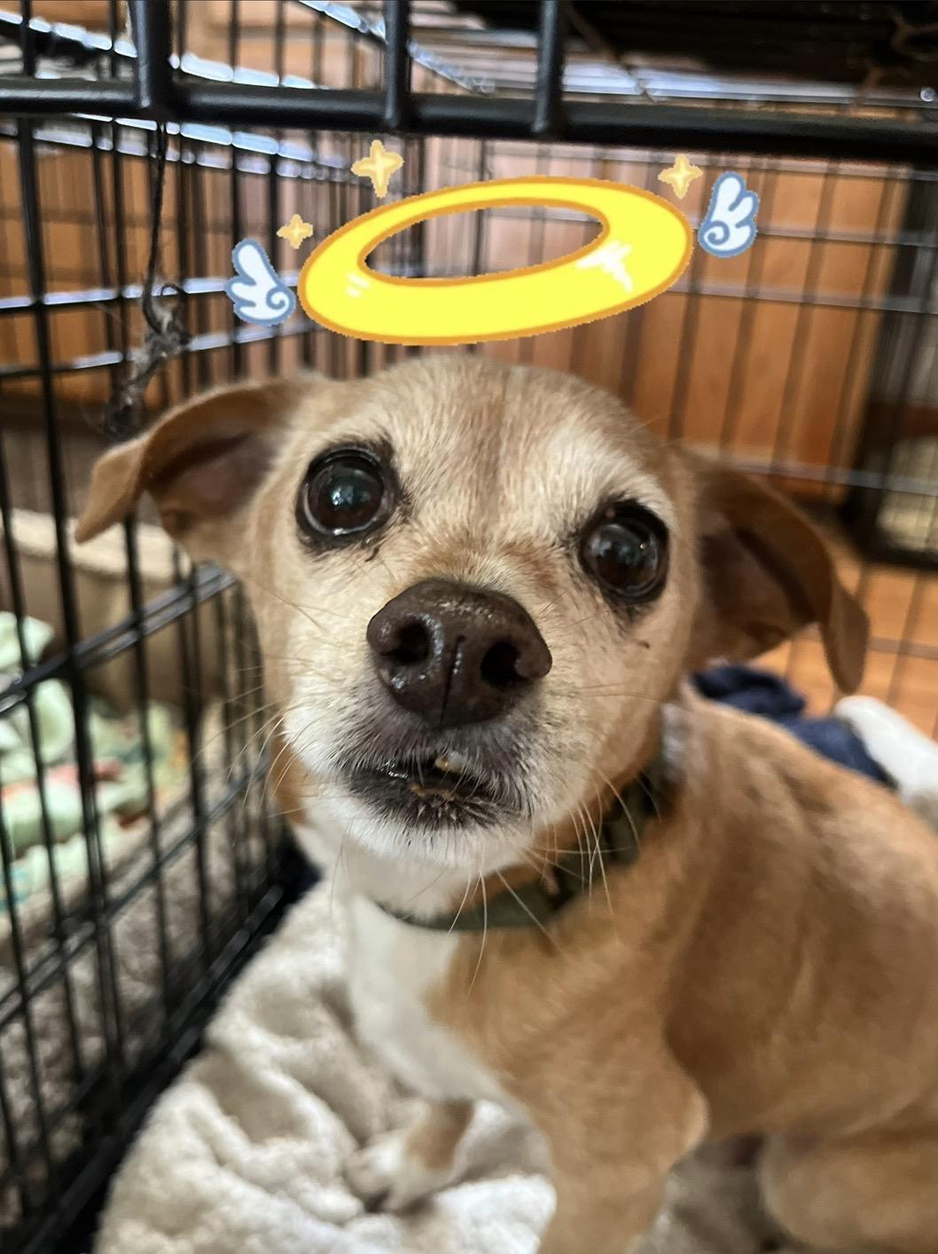 Cooper, a Adoptable mixed breed in Windsor, CO image 5/6