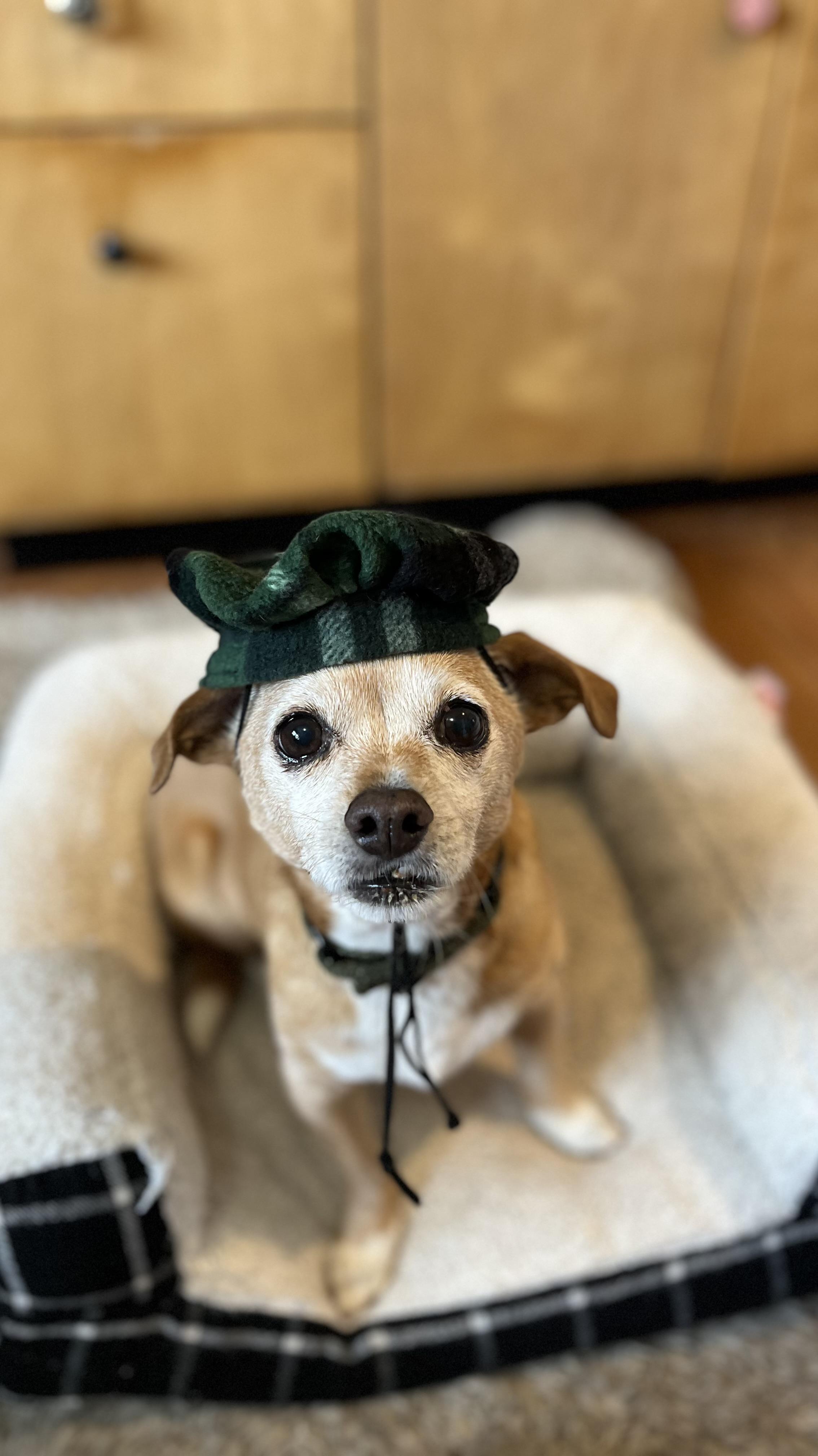 Cooper, a Adoptable mixed breed in Windsor, CO image 6/6