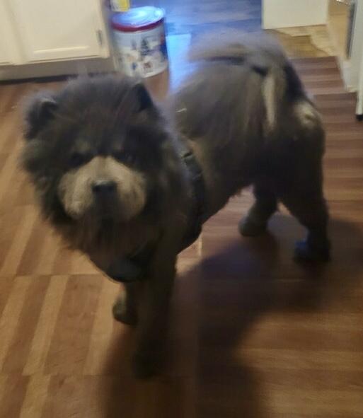 Aladdin, ADOPTABLE, Adult Male Chow Chow.
