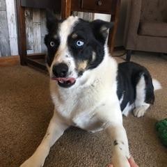 Enlarge Finn, a Adoptable mixed breed in Tulsa, OK image 1/3