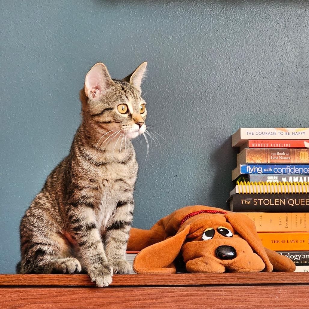Sienna - Bonded to Remus, Adoptable, Kitten Female Domestic Short Hair.