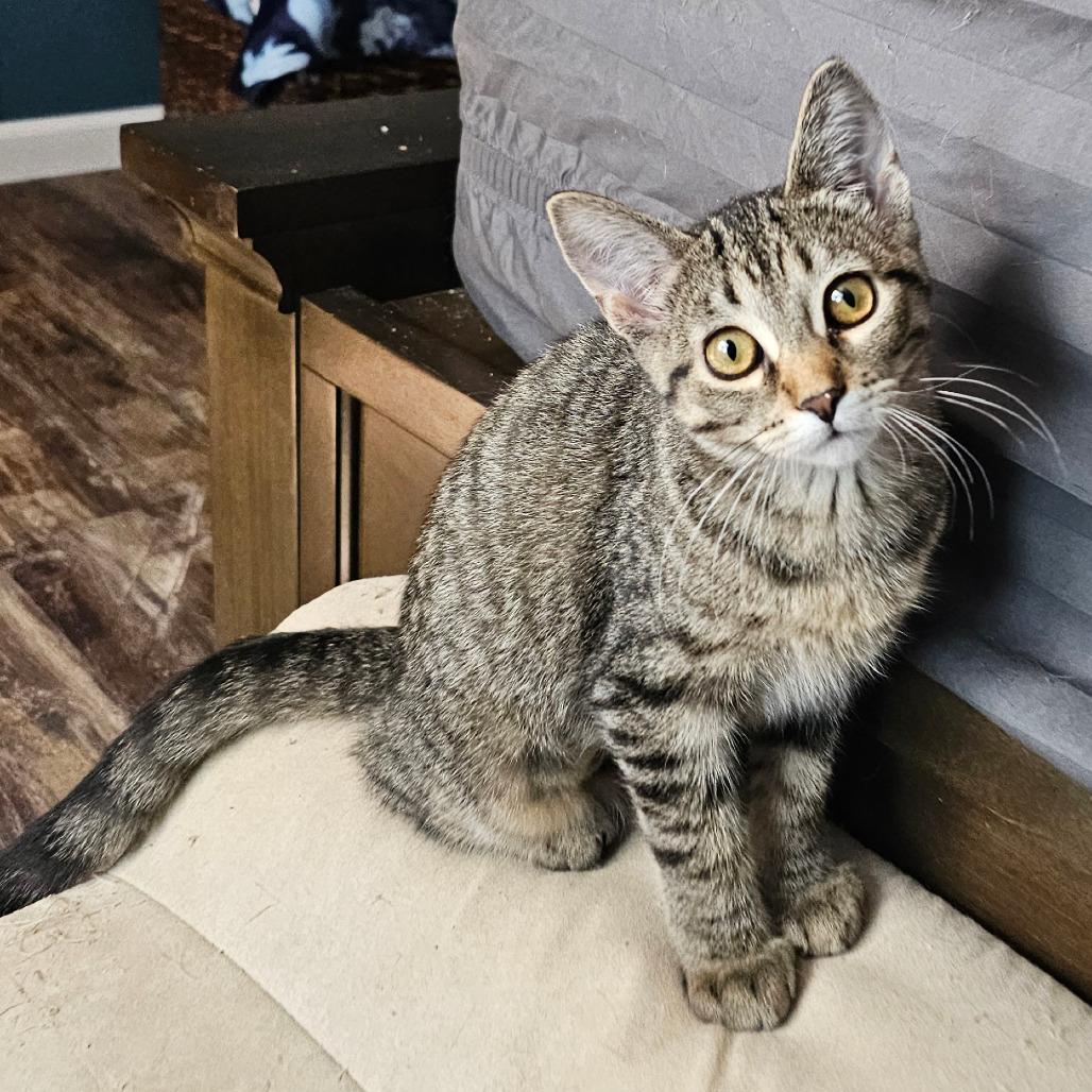 Enlarge Sienna - Bonded to Remus, a Adoptable Domestic Short Hair in Middleton, WI image 2/4