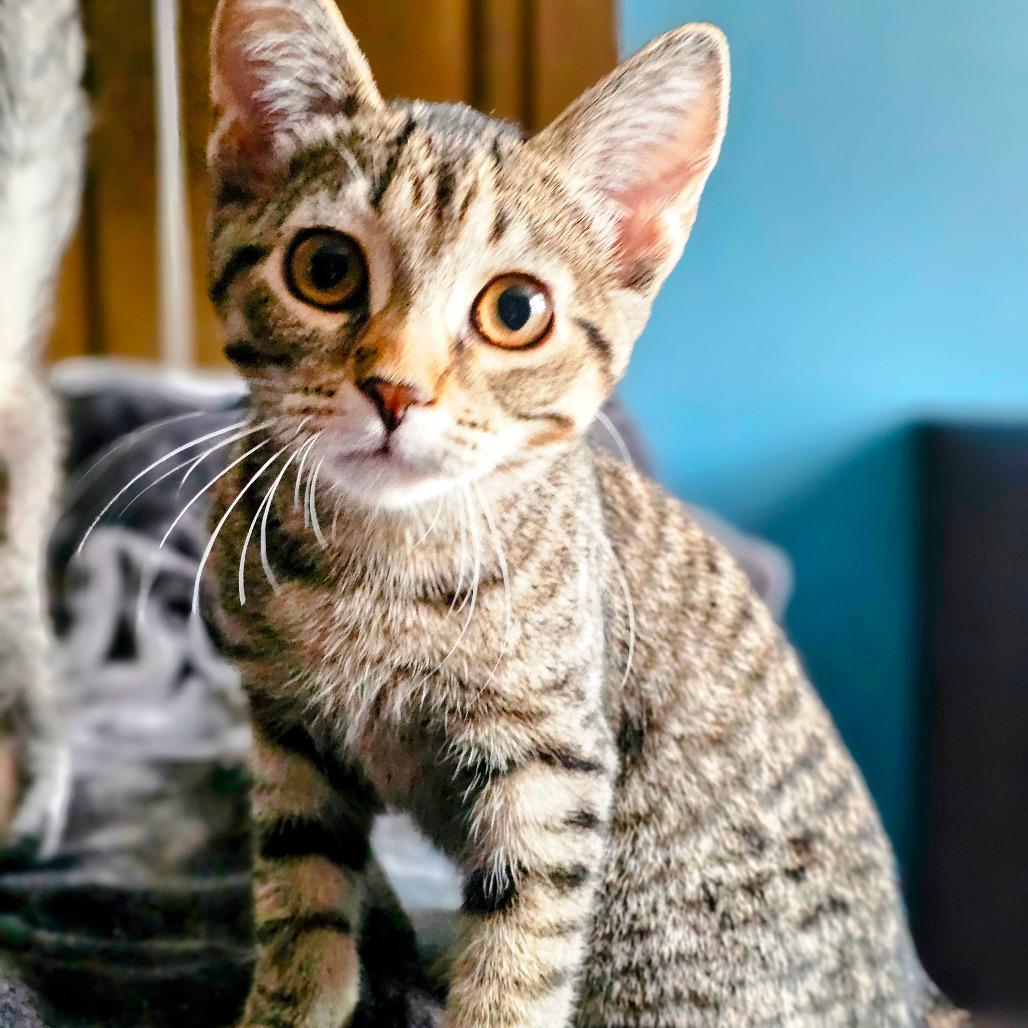 Enlarge Sienna - Bonded to Remus, a Adoptable Domestic Short Hair in Middleton, WI image 3/4