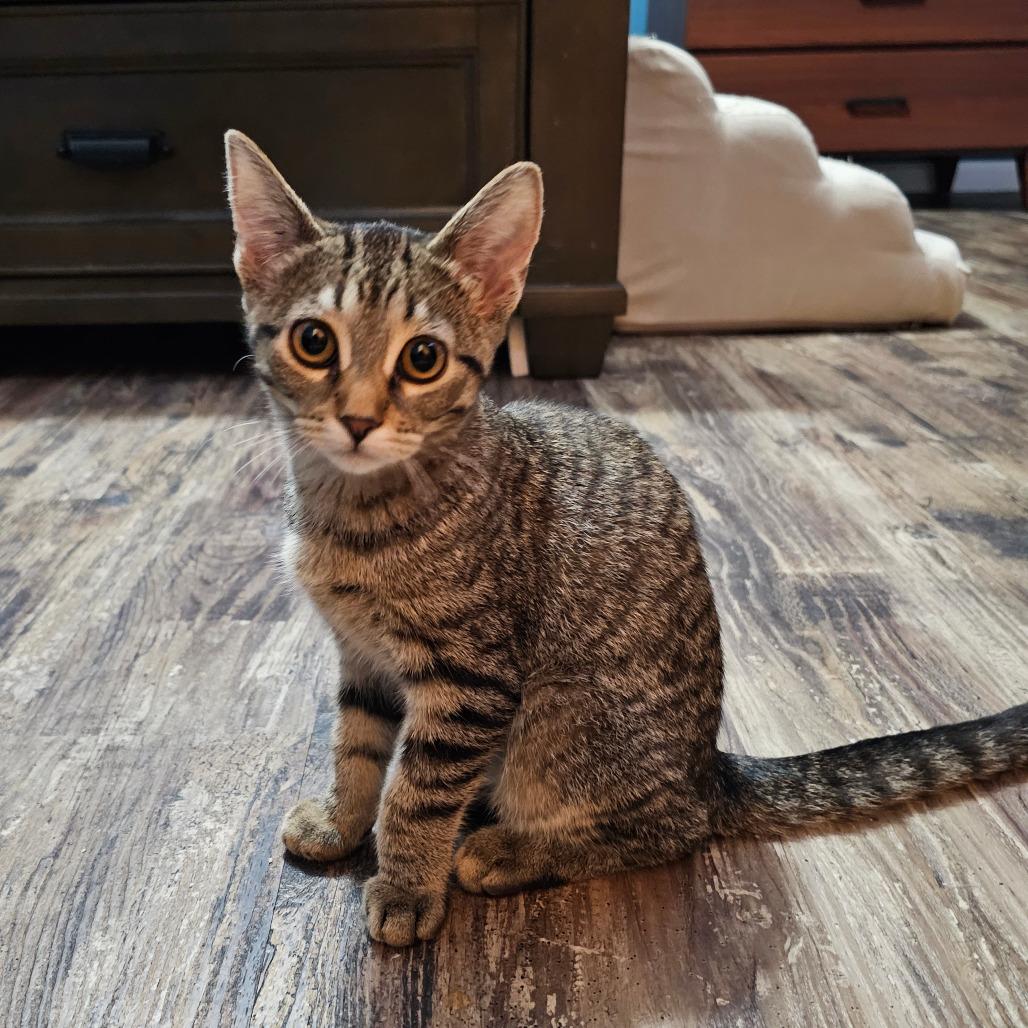 Enlarge Sienna - Bonded to Remus, a Adoptable Domestic Short Hair in Middleton, WI image 4/4