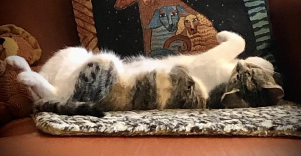 Gracie, Adoptable, Adult Female Calico & Tabby.