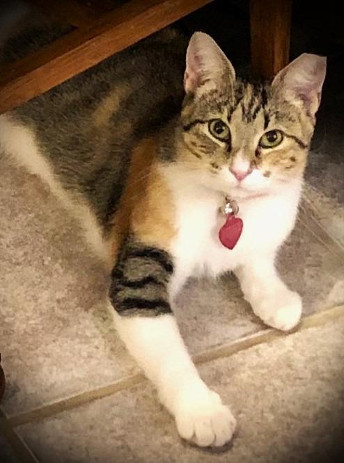 Gracie, a Adoptable mixed breed in San Antonio, TX image 2/4